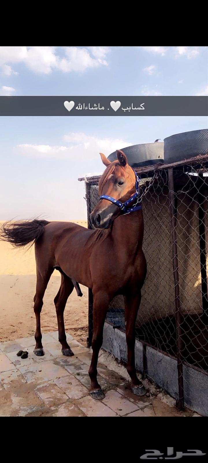 حصان شعبي حار63699314513922113