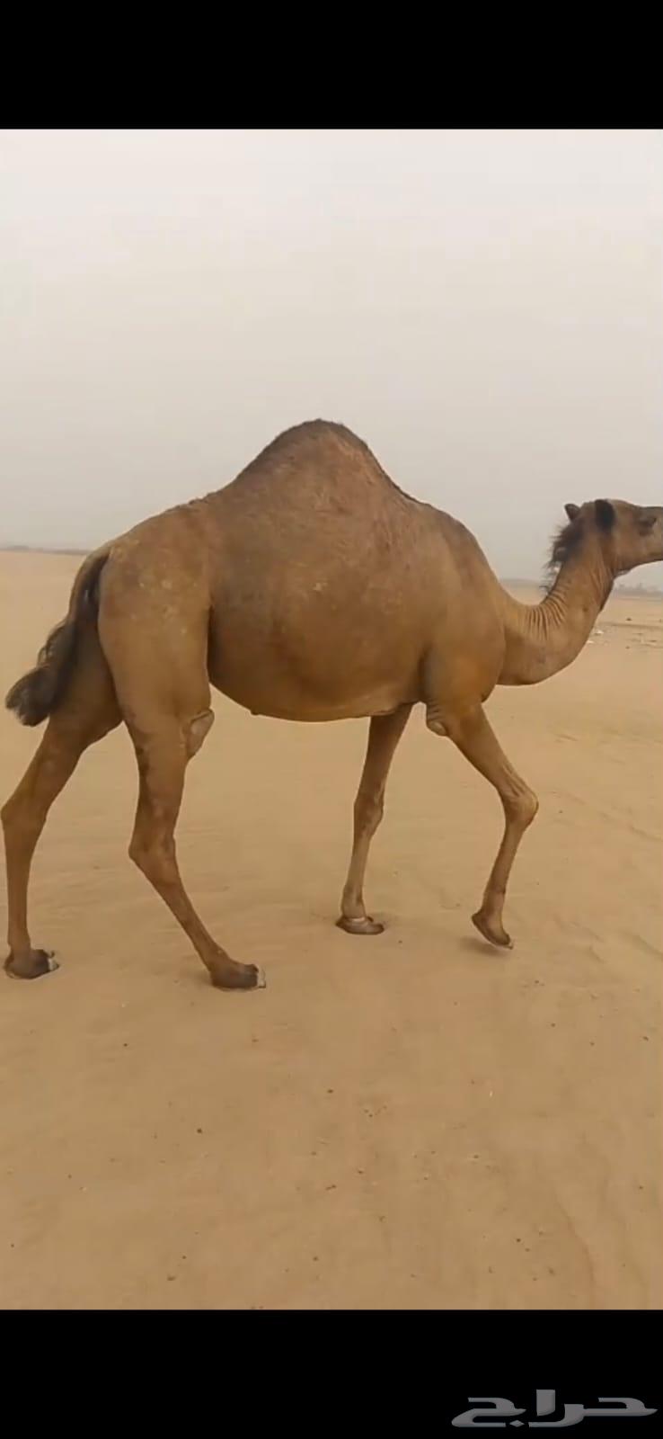 ناقه ساحليه توها جنبه سليمه مافيها شي الحمدالله على السوم63699429212546111