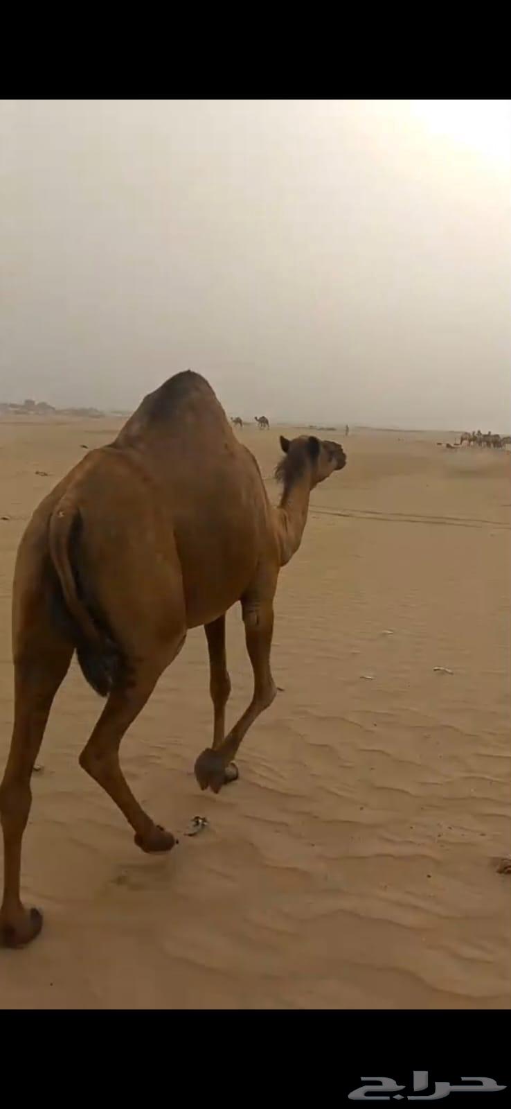 ناقه ساحليه توها جنبه سليمه مافيها شي الحمدالله على السوم63699429212546110