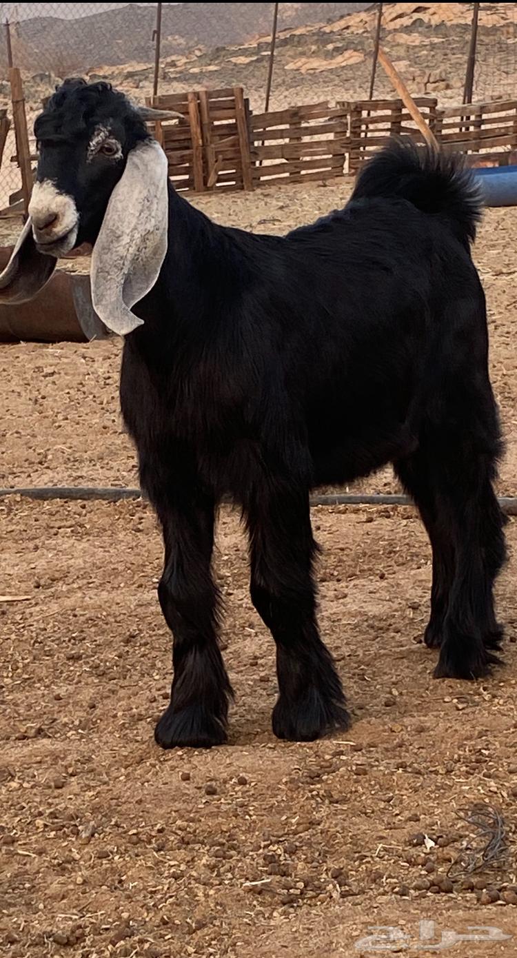 Temporary Stud Bull Project of Khaif Breed63699429234817111