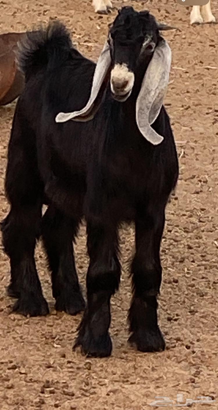 Temporary Stud Bull Project of Khaif Breed63699429234817110
