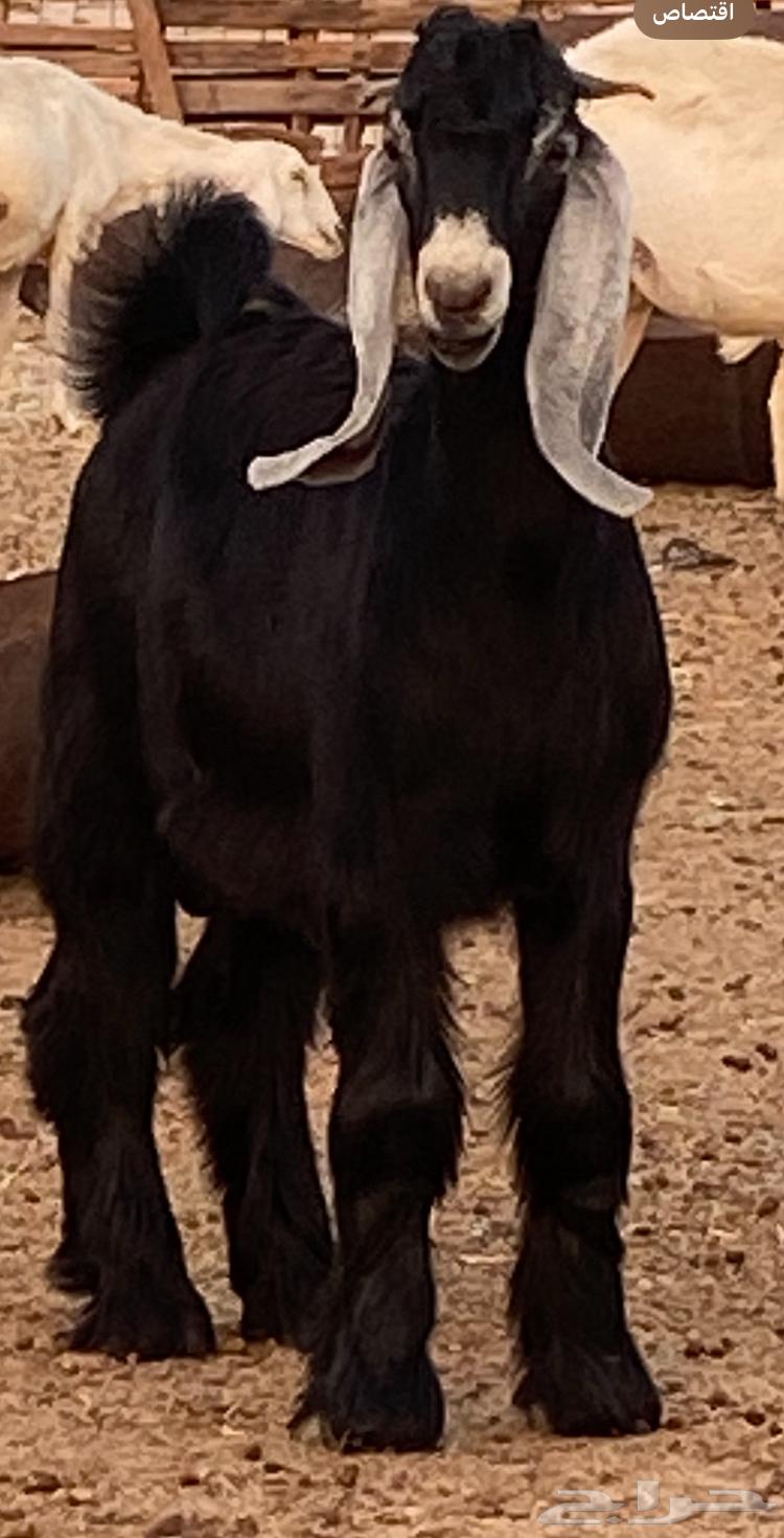 Temporary Stud Bull Project of Khaif Breed63699429234817112