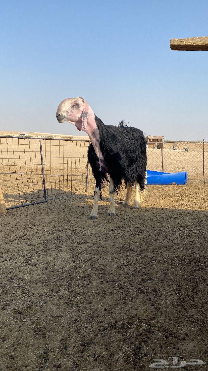 طلي نجدي صنف شرط يقرع ثم البيع63699316640899111