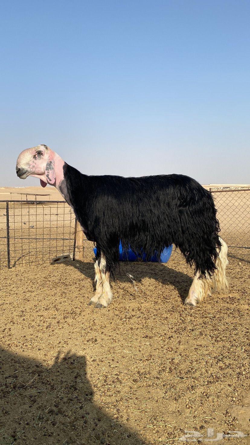 طلي نجدي صنف شرط يقرع ثم البيع63699316640899112