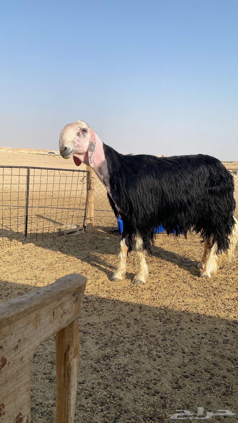 طلي نجدي صنف شرط يقرع ثم البيع63699316640899110