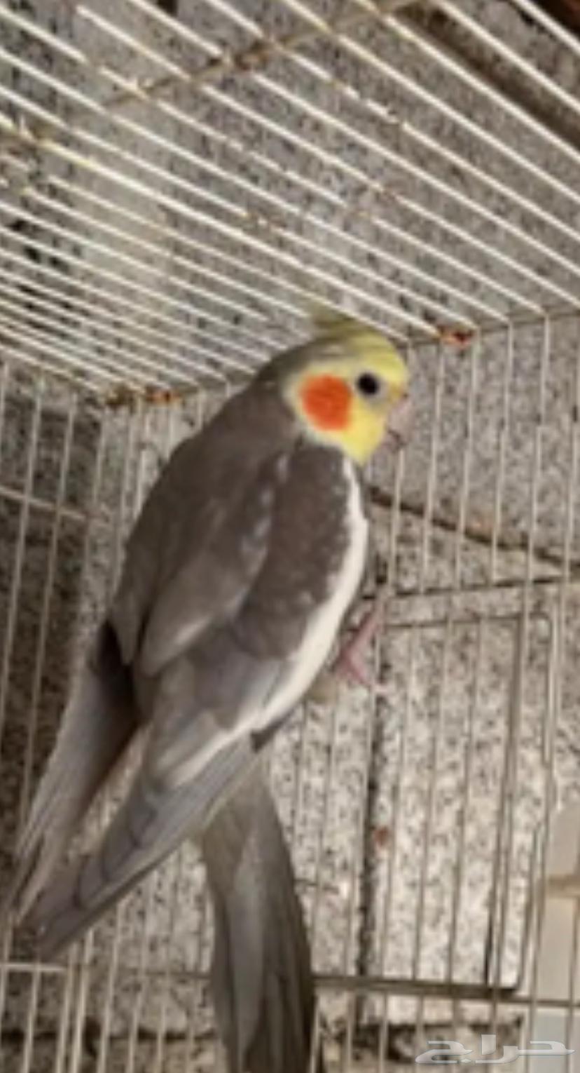 Crowned parrot not domesticated63760081037186110