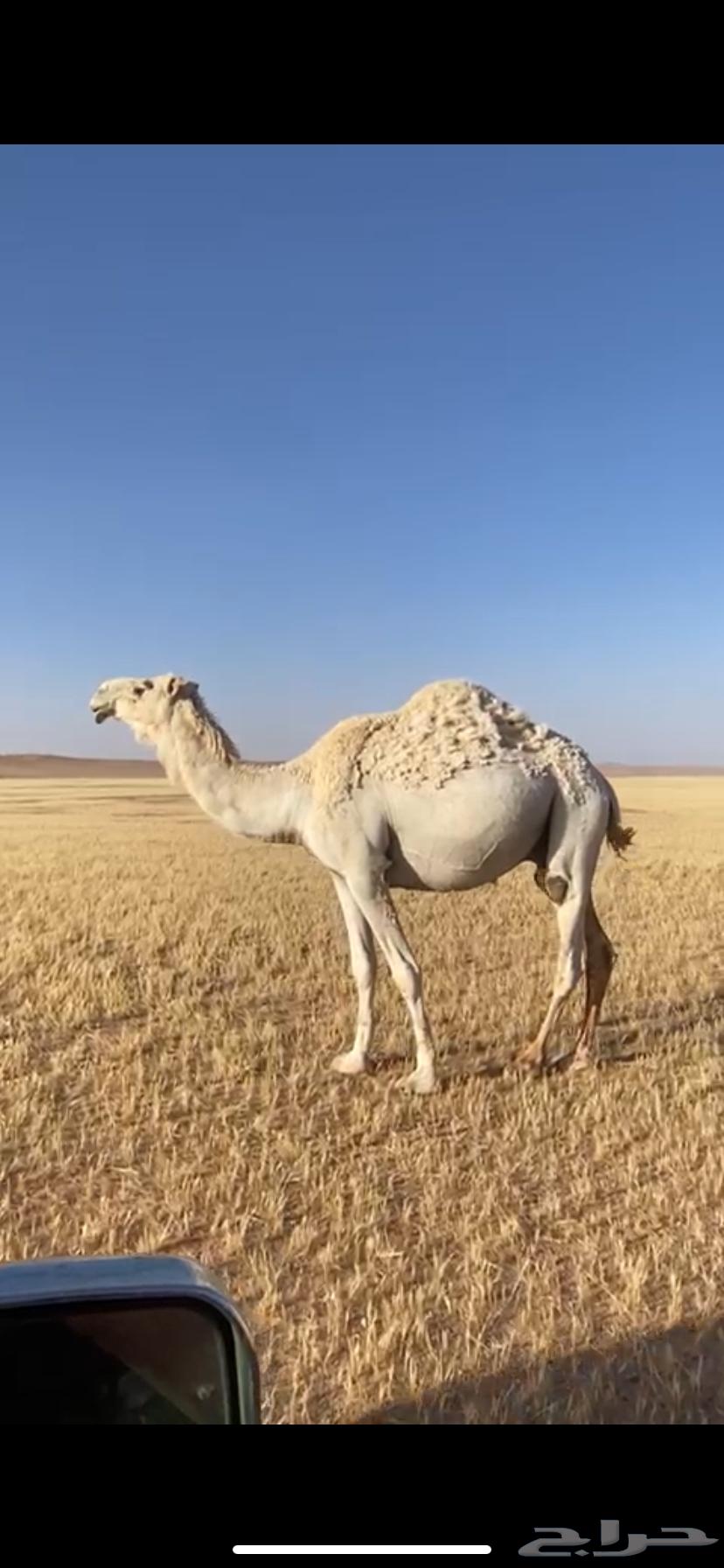 ركبي للبيع63699316966018110