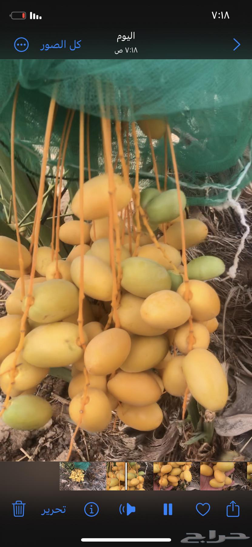 Khuzaymi date saplings for sale63699415142915112