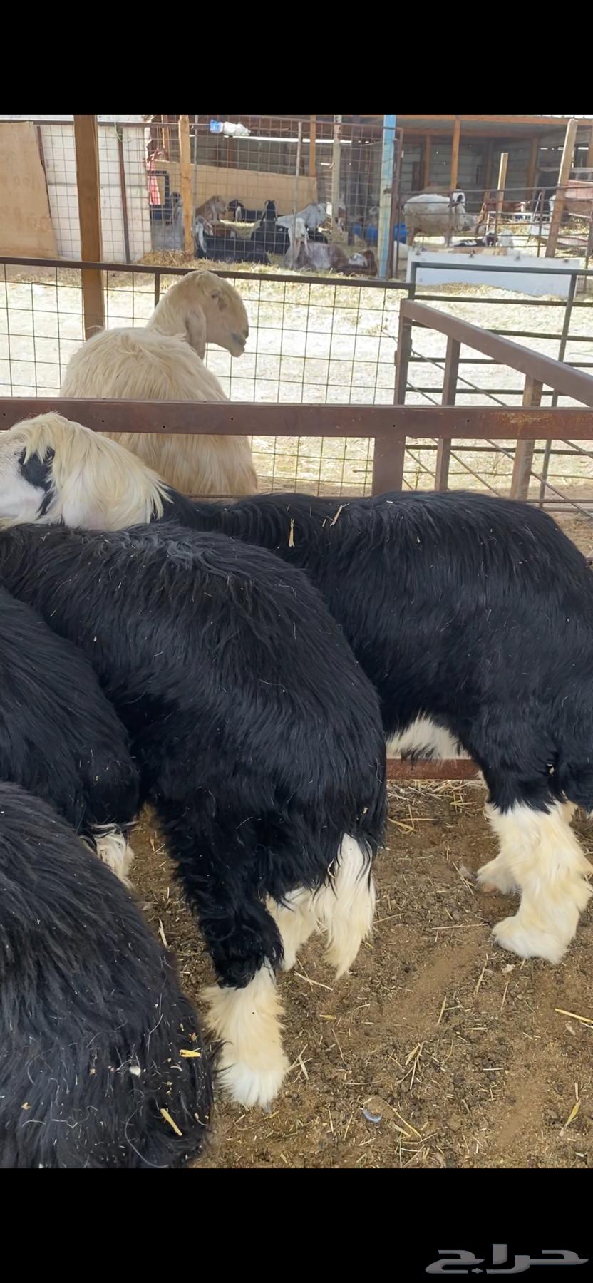 Luxury sheep, goats, and rams for sale63699429399041113
