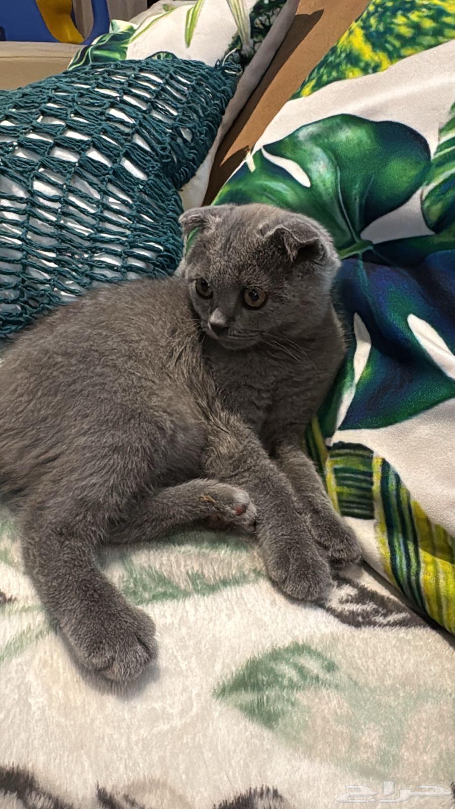Kitten Scotch for sale63699430028162112