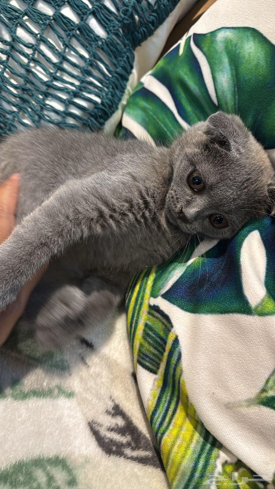 Kitten Scotch for sale63699430028162110