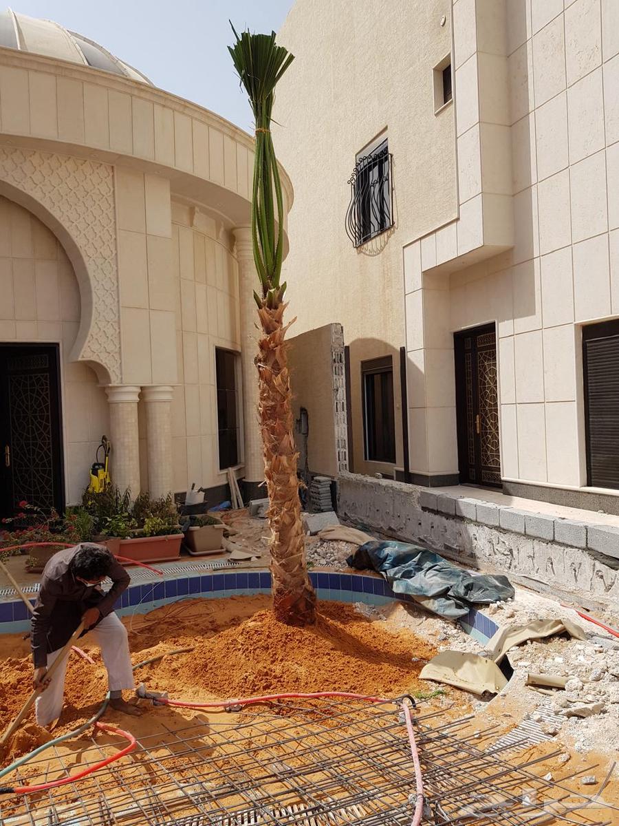 نخل  واشنطن63751932246019110