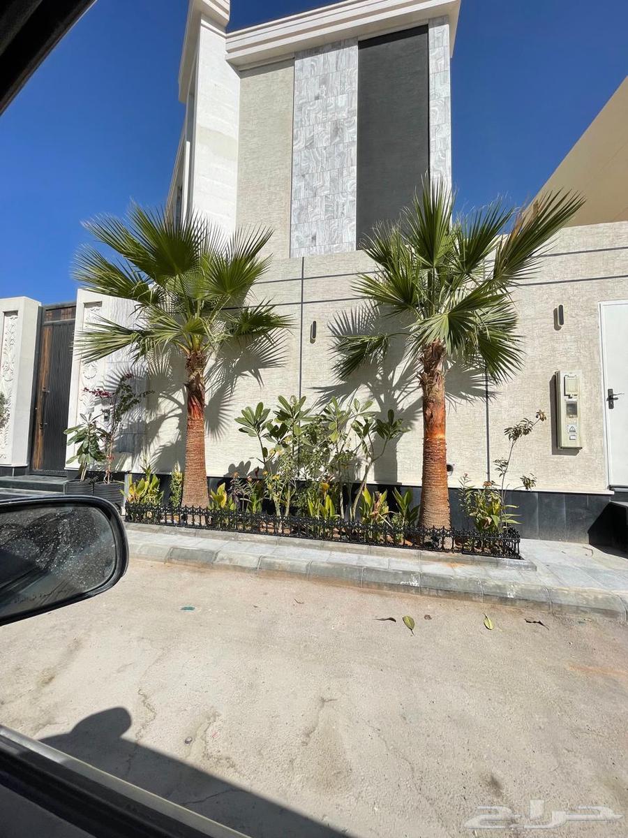 نخل  واشنطن63751932246019112