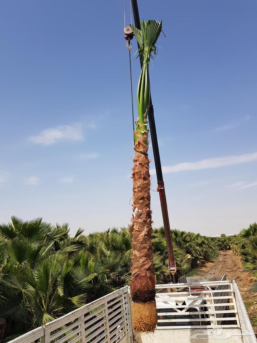 نخل  واشنطن63751932246019111