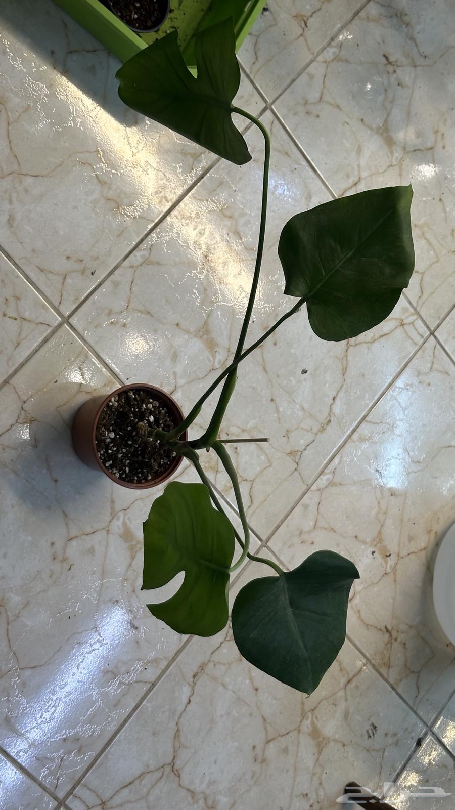 بكج نباتات داخلي سهلة العنايه63699633043713110