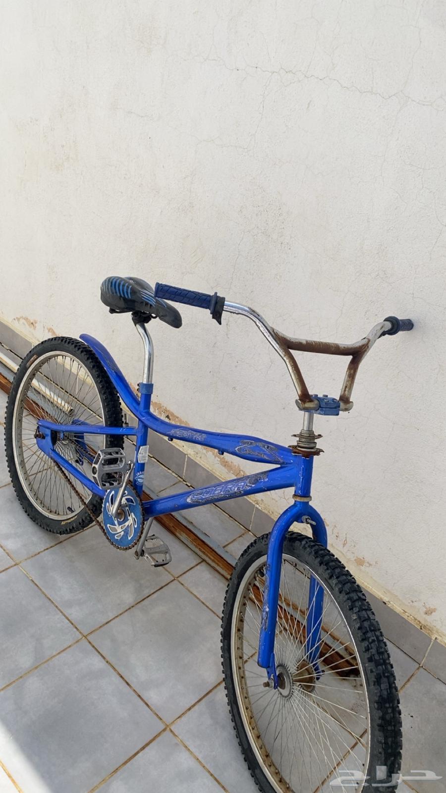 Cycla Cobra63699818347265110