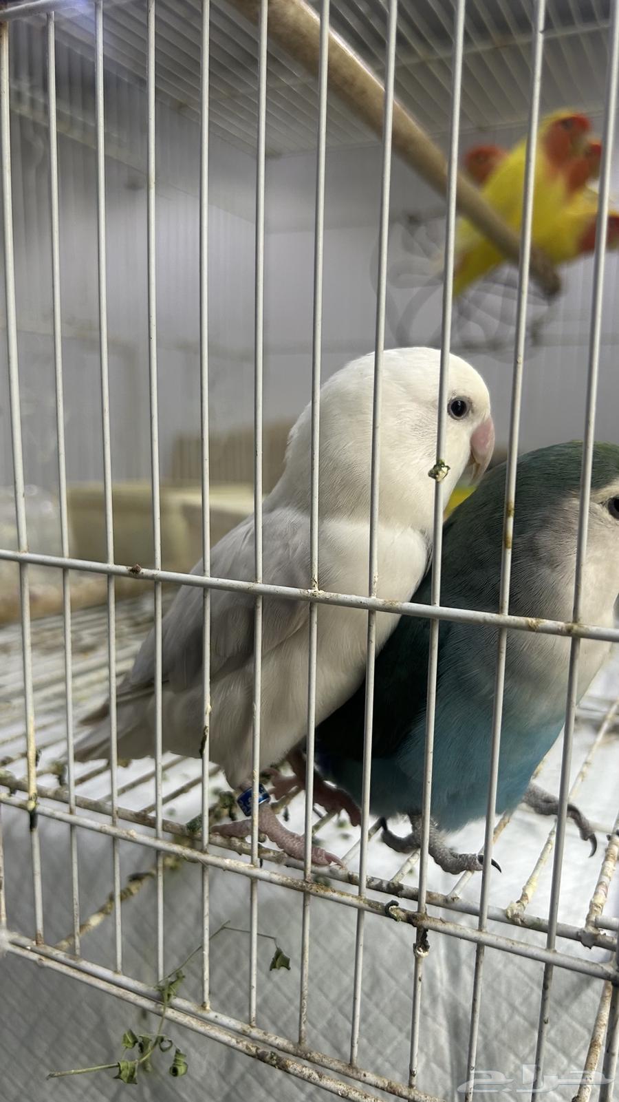 6 حبات روز للبيع63700276262017113