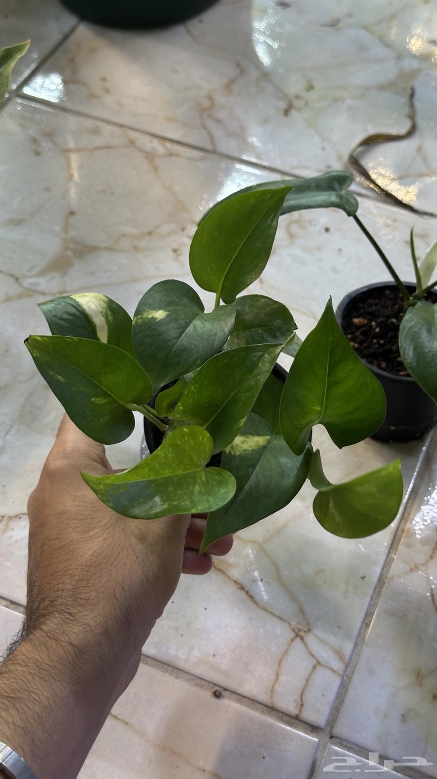بكج نباتات داخلي سهلة العنايه63699633043713114