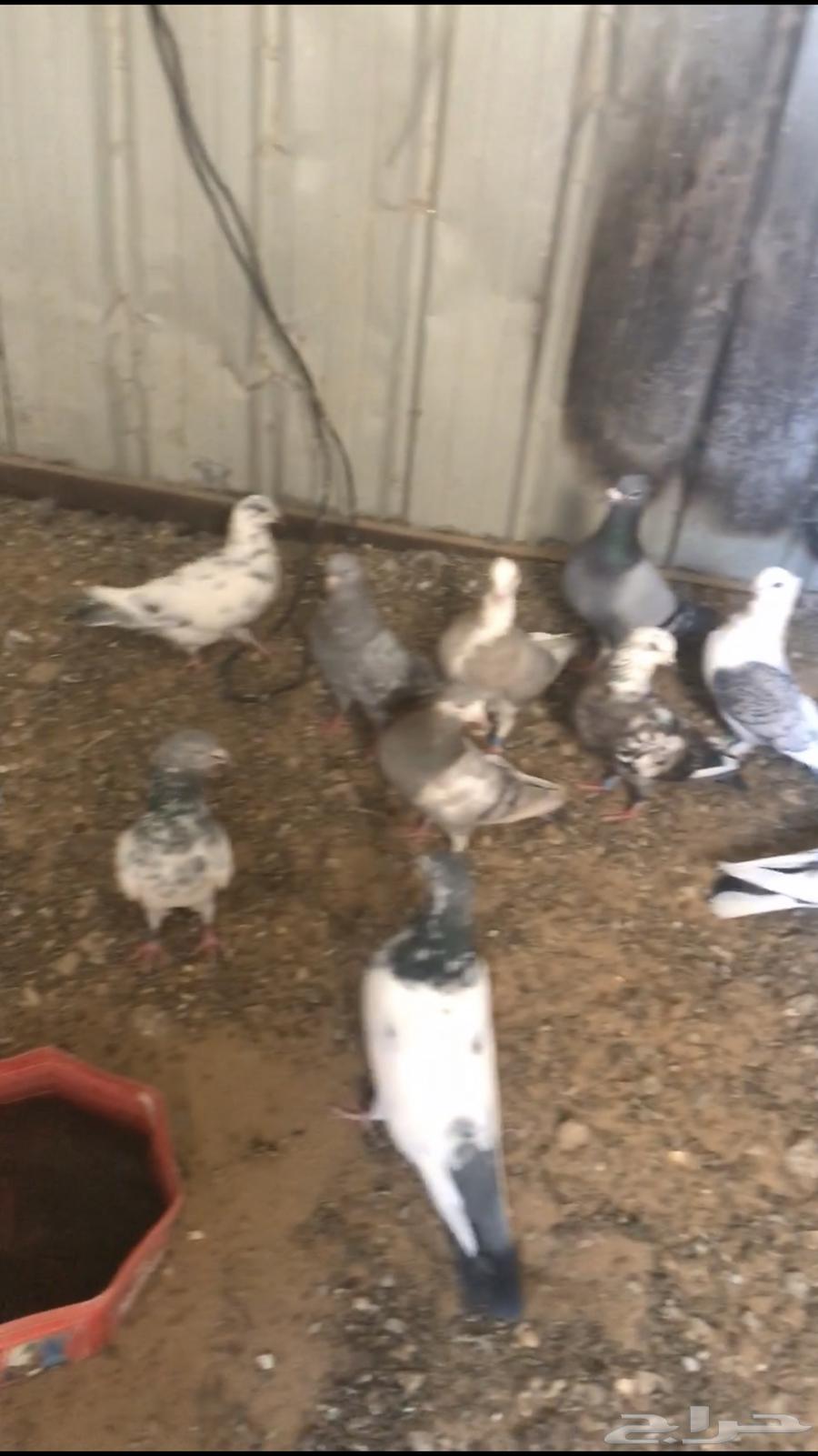 حمام للبيع63699632980609110