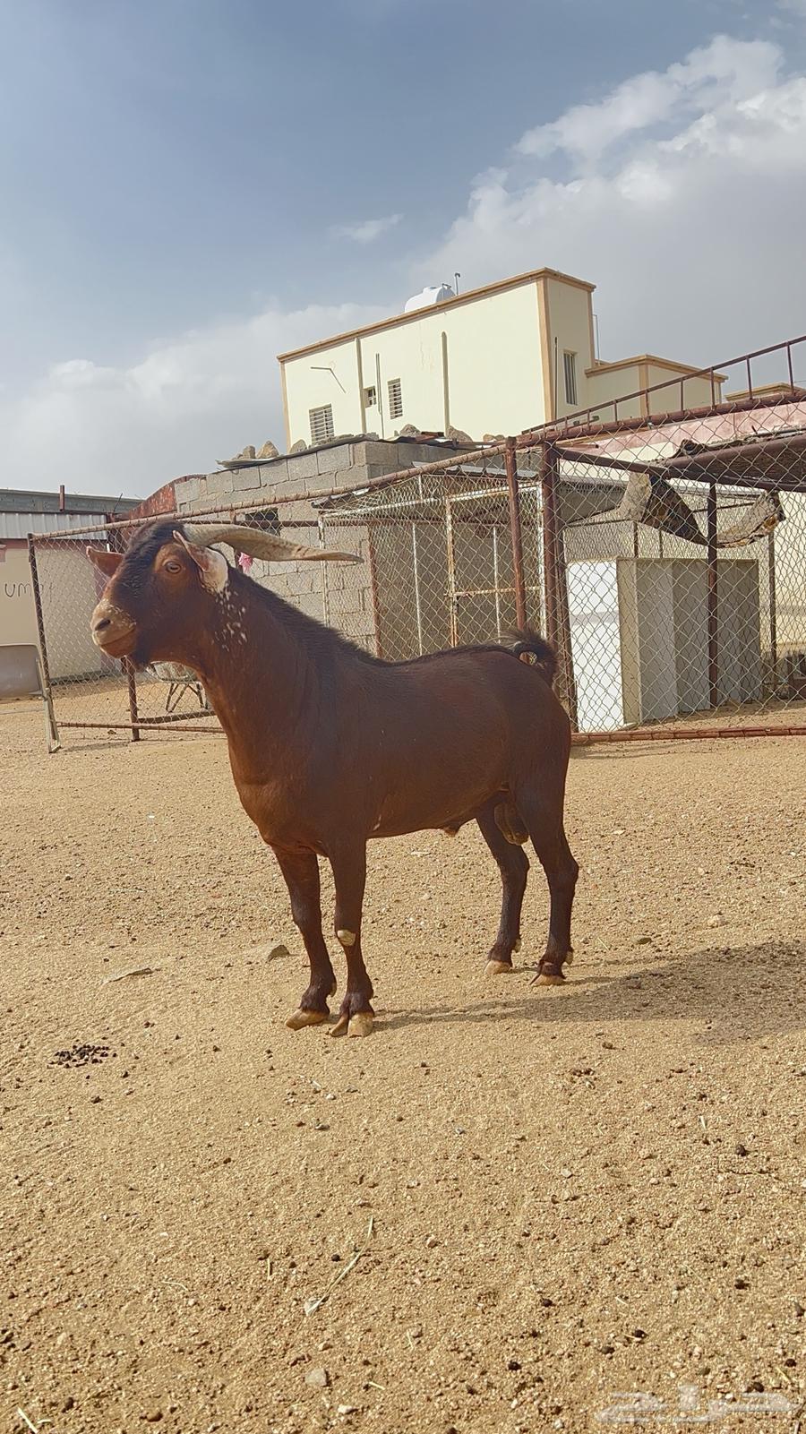 Tis Adham for sale, conditioned and reliable63699633495939110