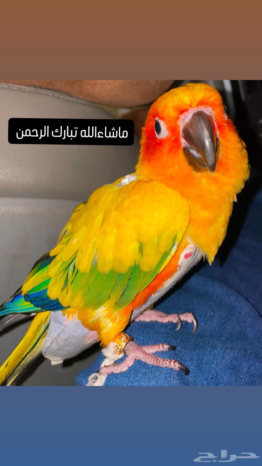 صن كنيور وليف اذكروا الله63704480727683111