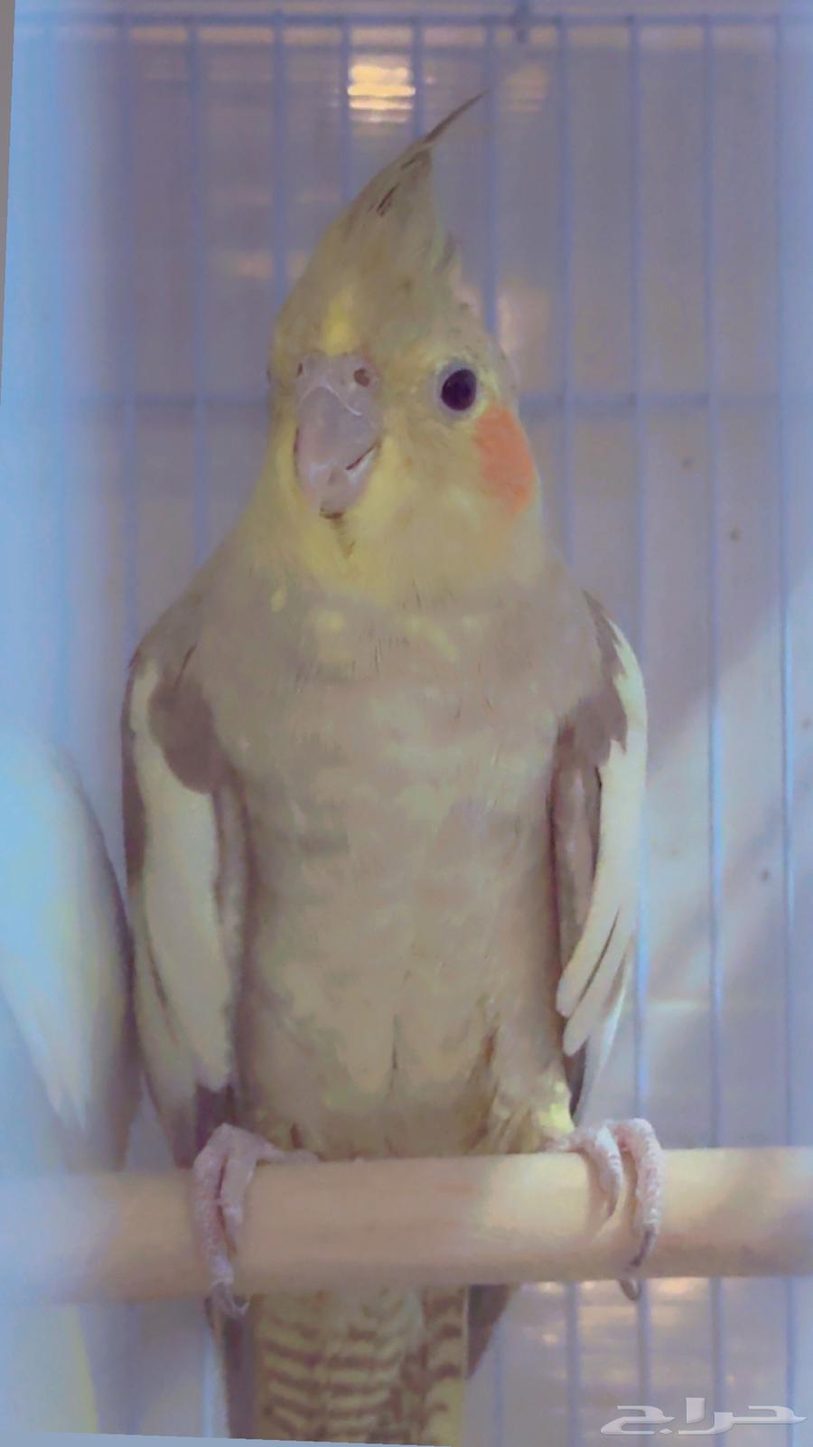 Crown pair with cage 601 and eggs, location Al Yarmouk, price 350 riyals63703949926659112