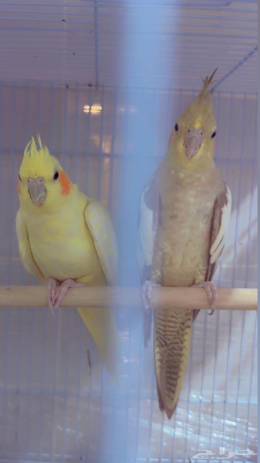 Crown pair with cage 601 and eggs, location Al Yarmouk, price 350 riyals63703949926659110