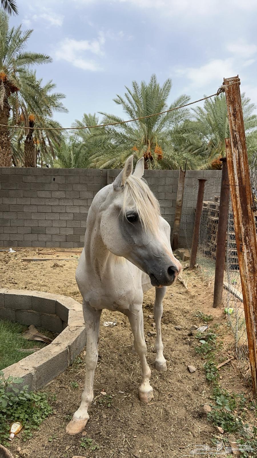 حصان شعبي للبيع63702427860098110