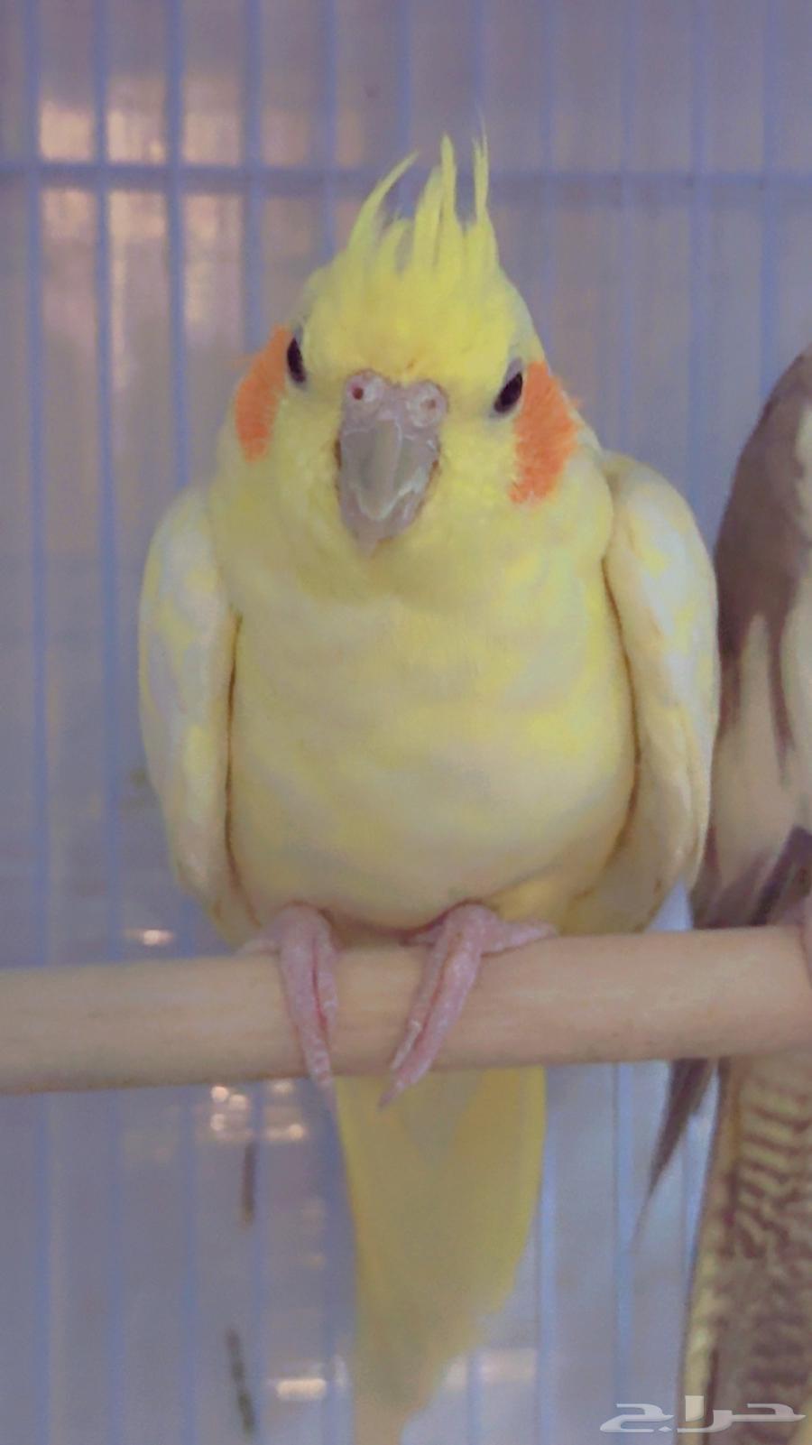 Crown pair with cage 601 and eggs, location Al Yarmouk, price 350 riyals63703949926659111
