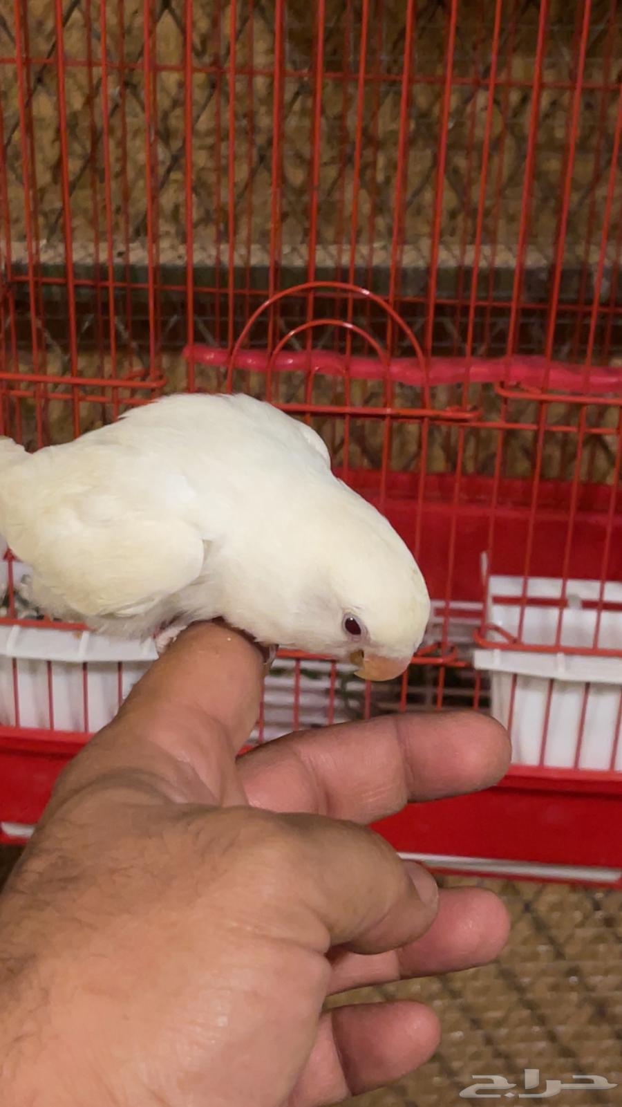 روز اليف63699627100289110