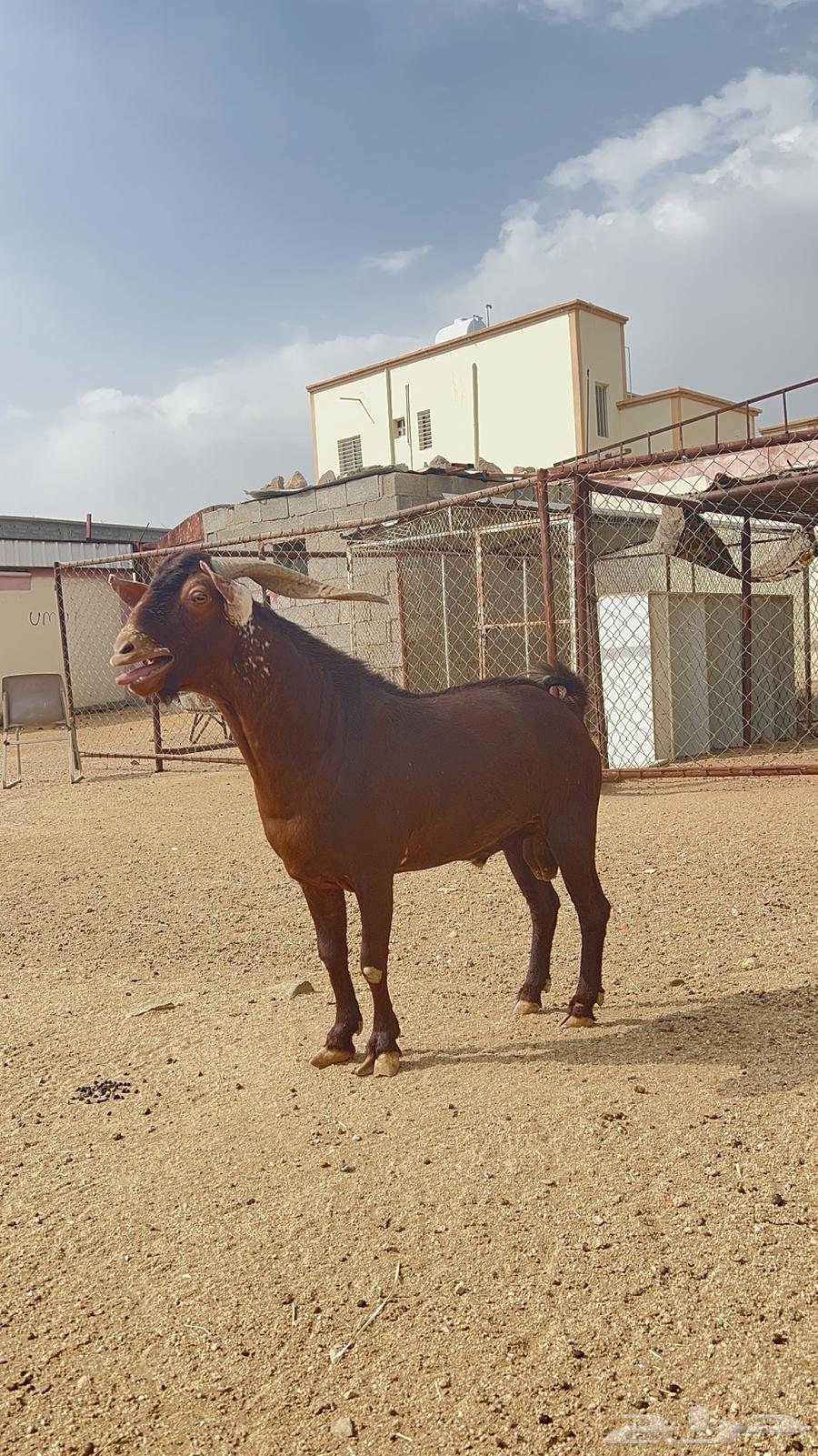Tis Adham for sale, conditioned and reliable63699633495939111