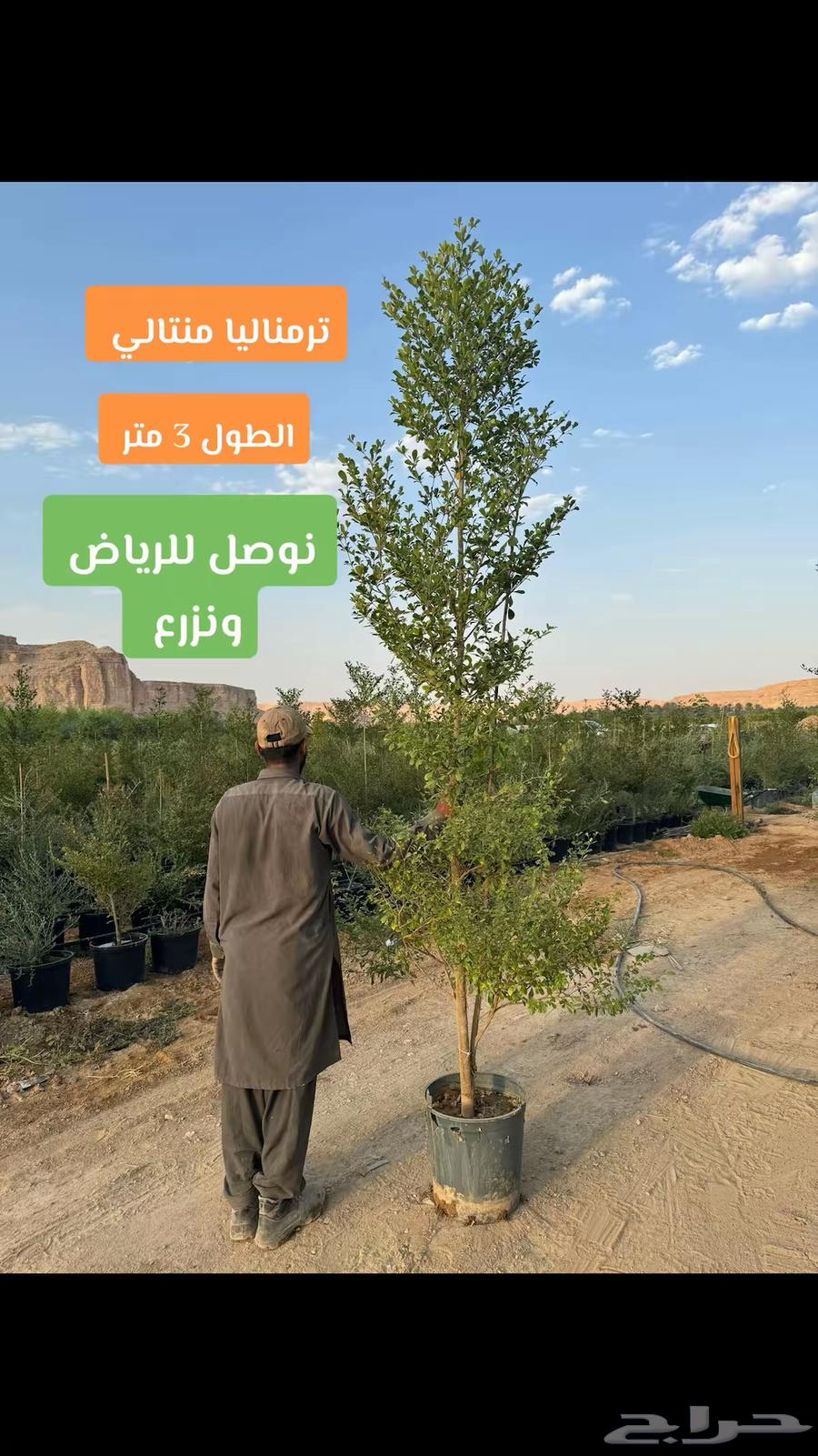 Terminalia mantaly Tree63702970386561110