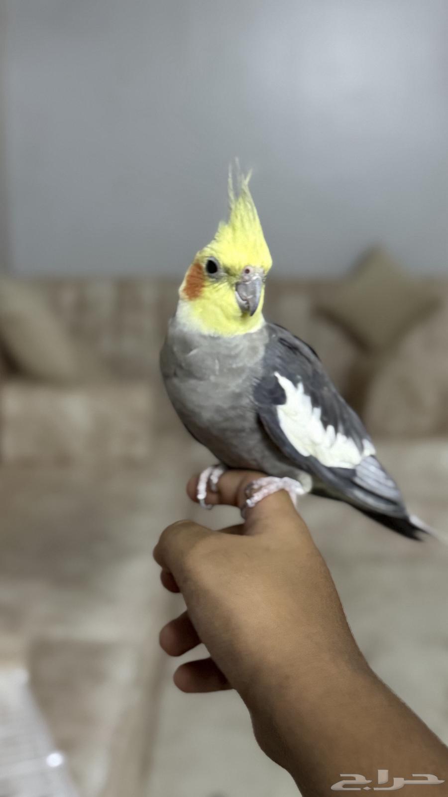 ببغاء كروان63702427911297111
