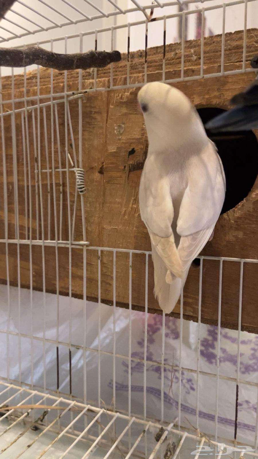 طيور روز تم الببع63702152058242111