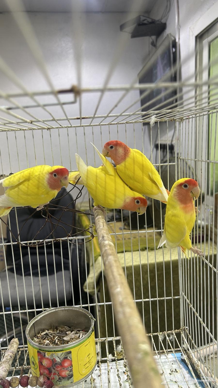 6 حبات روز للبيع63700276262017110