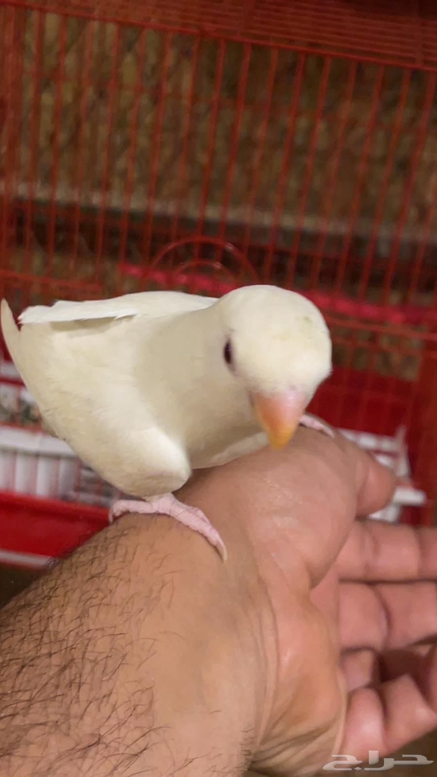 روز اليف63699627100289111