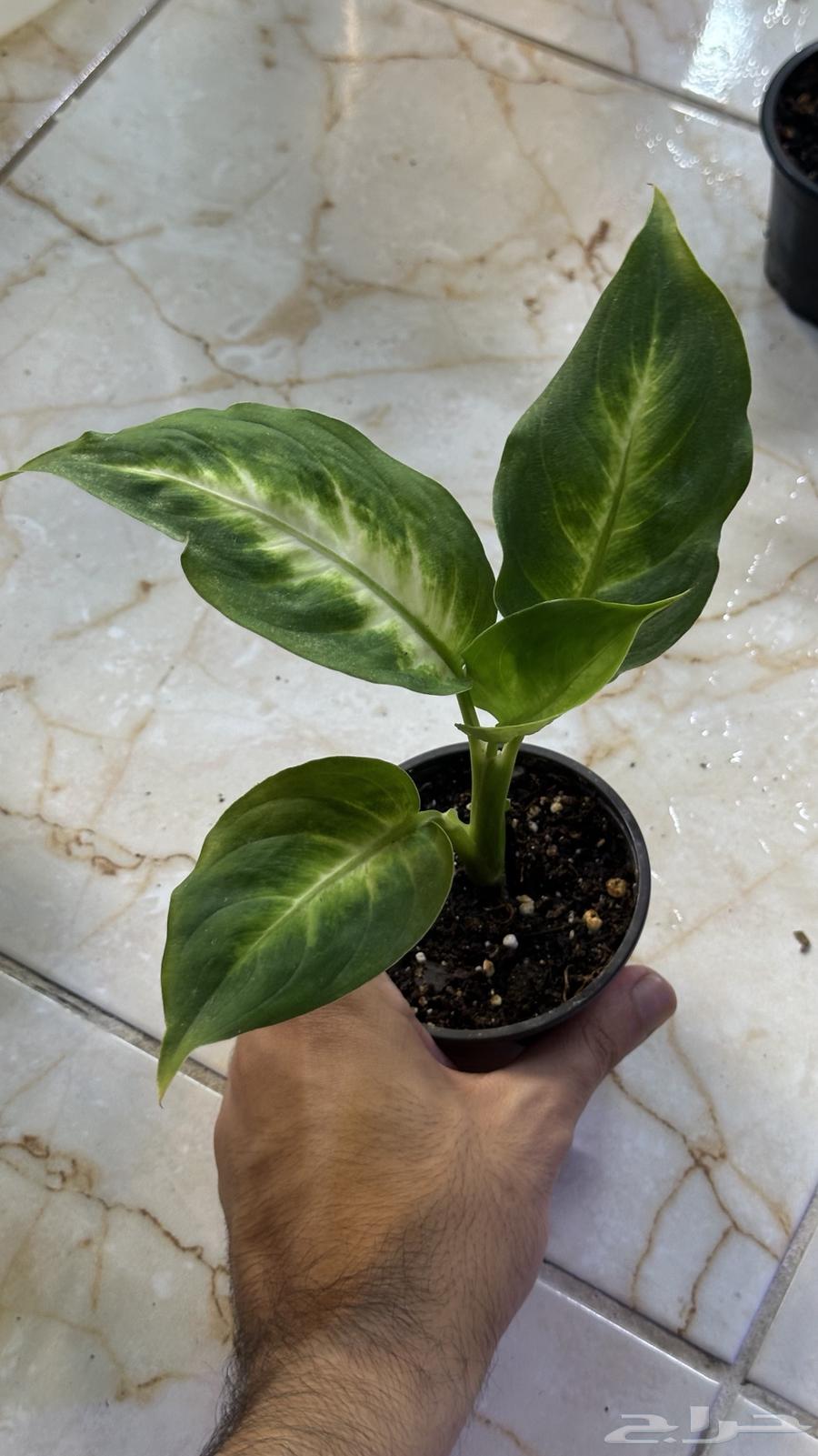 بكج نباتات داخلي سهلة العنايه63699633043713113