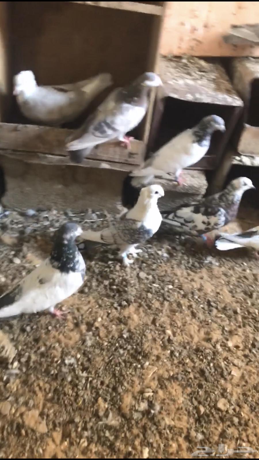حمام للبيع63699632980609112