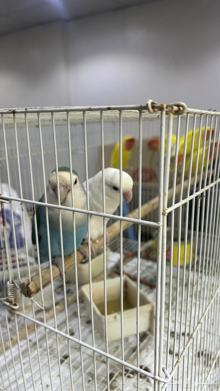 6 حبات روز للبيع63700276262017112
