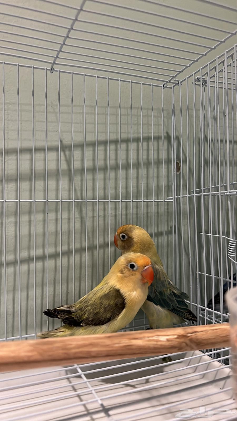 4 Pairs of Budgerigars with Rare Mutations and Curiosities63700091984257114