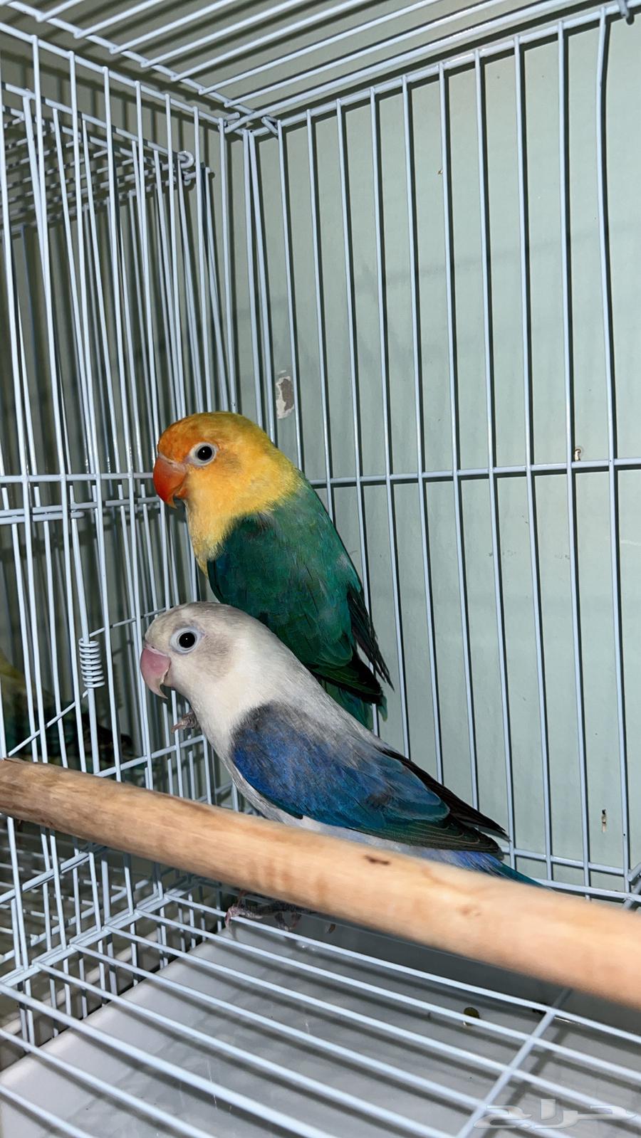 4 Pairs of Budgerigars with Rare Mutations and Curiosities63700091984257110