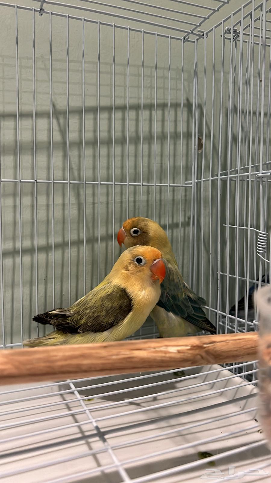 4 Pairs of Budgerigars with Rare Mutations and Curiosities63700091984257112