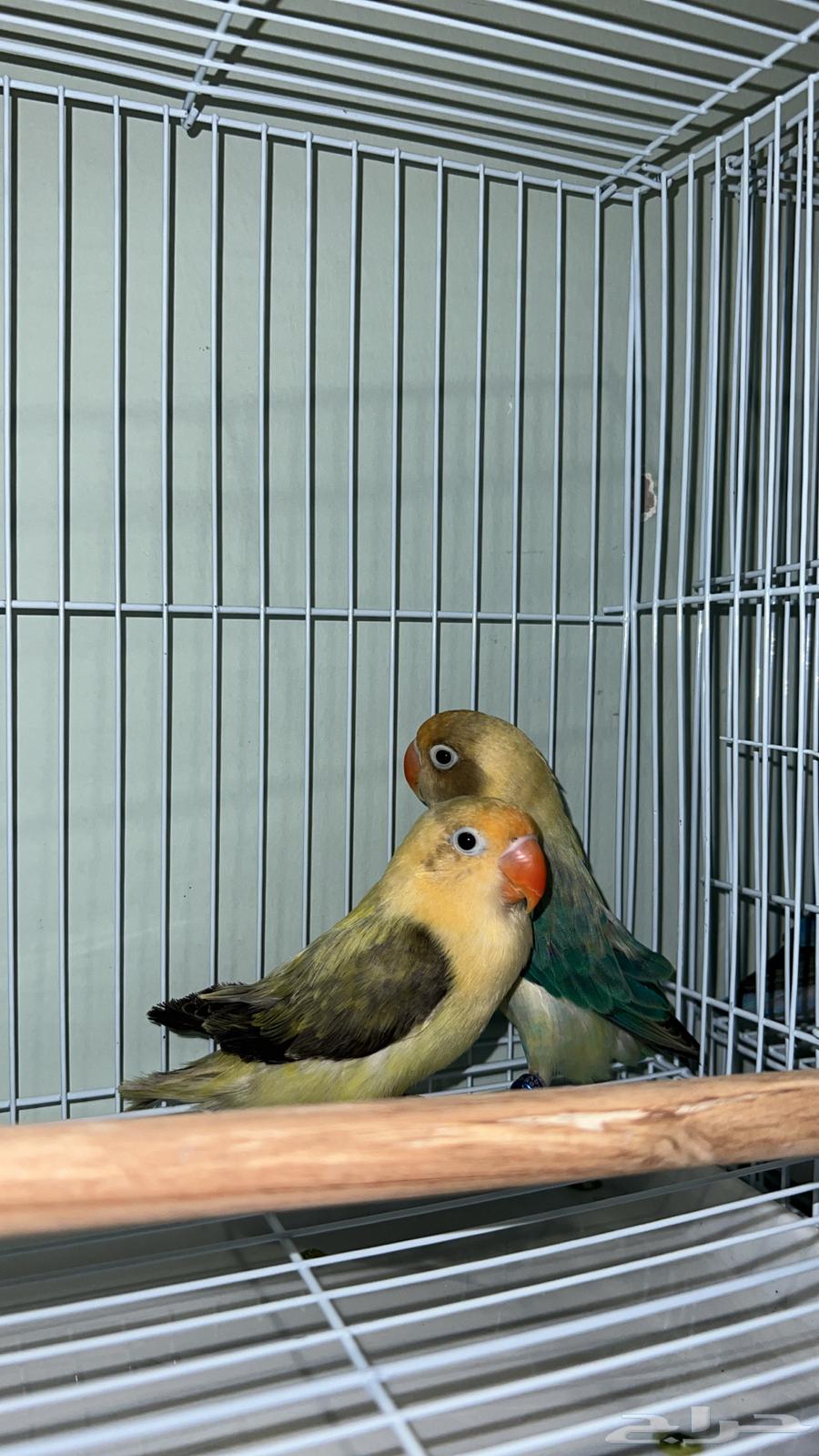 4 Pairs of Budgerigars with Rare Mutations and Curiosities63700091984257113