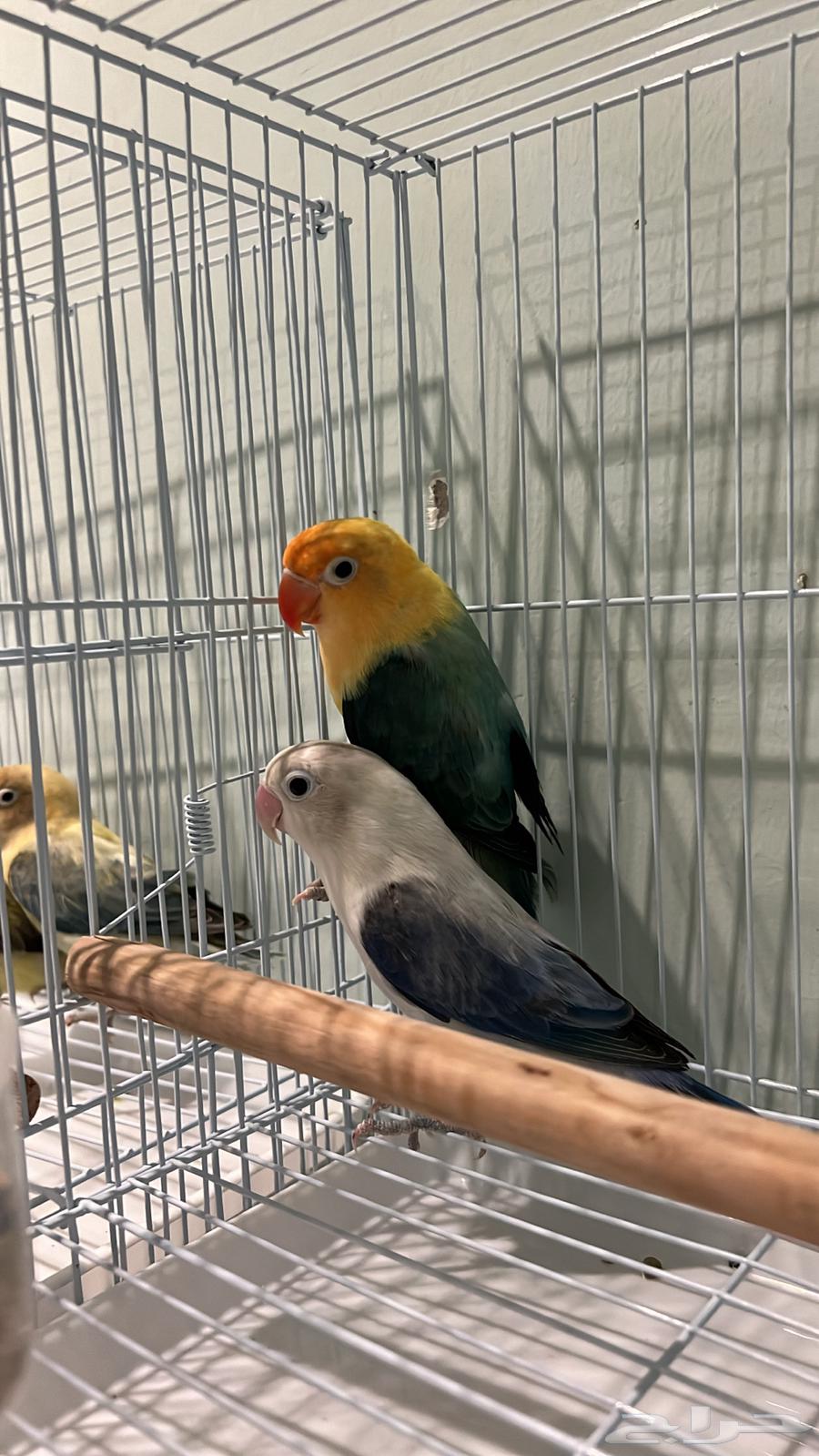 4 Pairs of Budgerigars with Rare Mutations and Curiosities63700091984257111