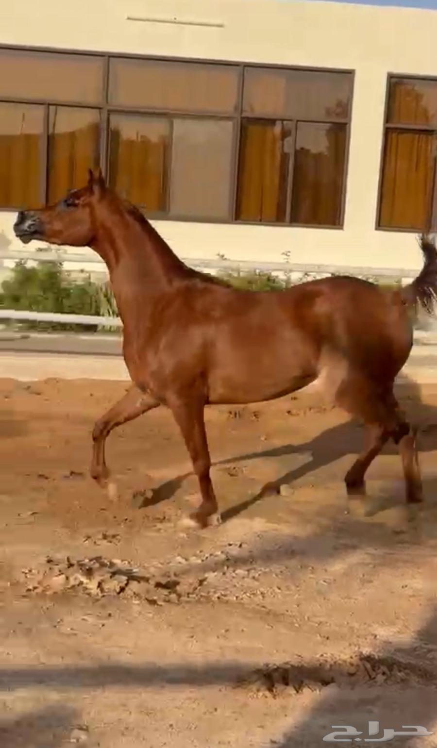 Fars Wahoo, granddaughter of Marwan Al-Shaqab63699632612867112