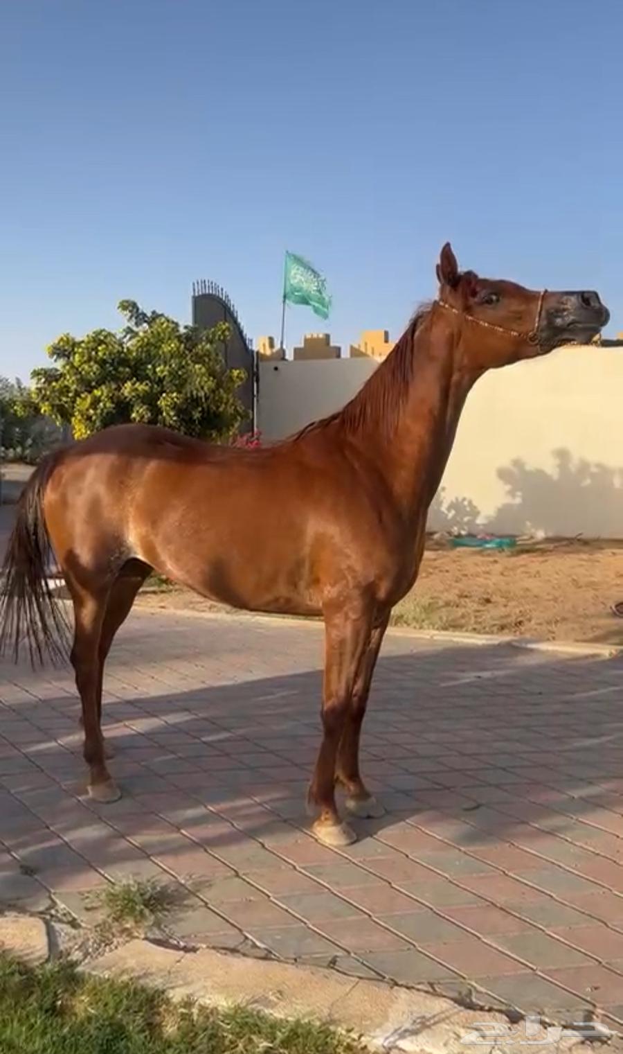 Fars Wahoo, granddaughter of Marwan Al-Shaqab63699632612867111