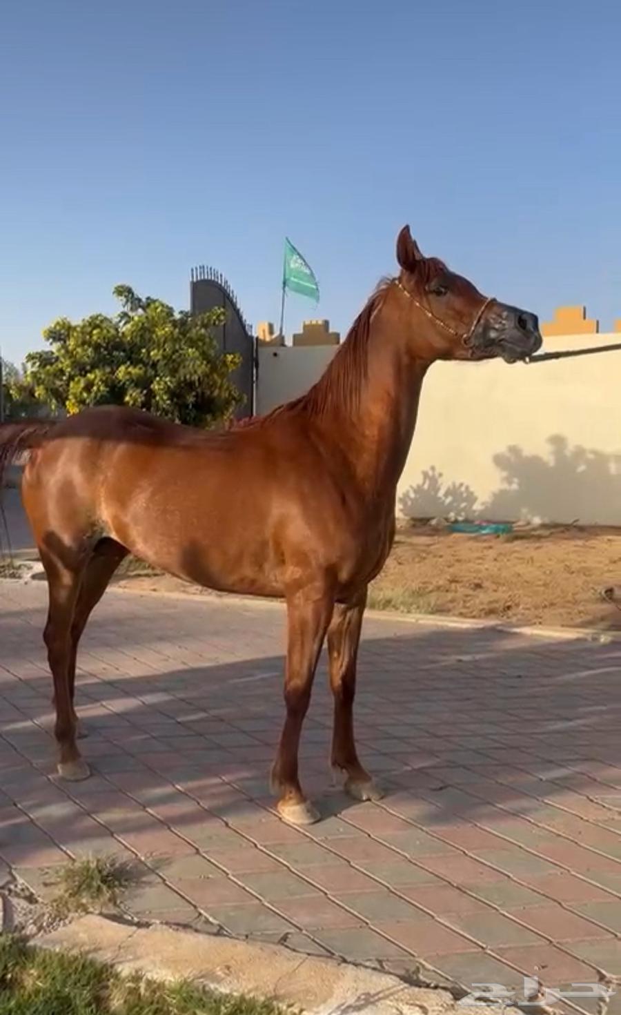 Fars Wahoo, granddaughter of Marwan Al-Shaqab63699632612867113