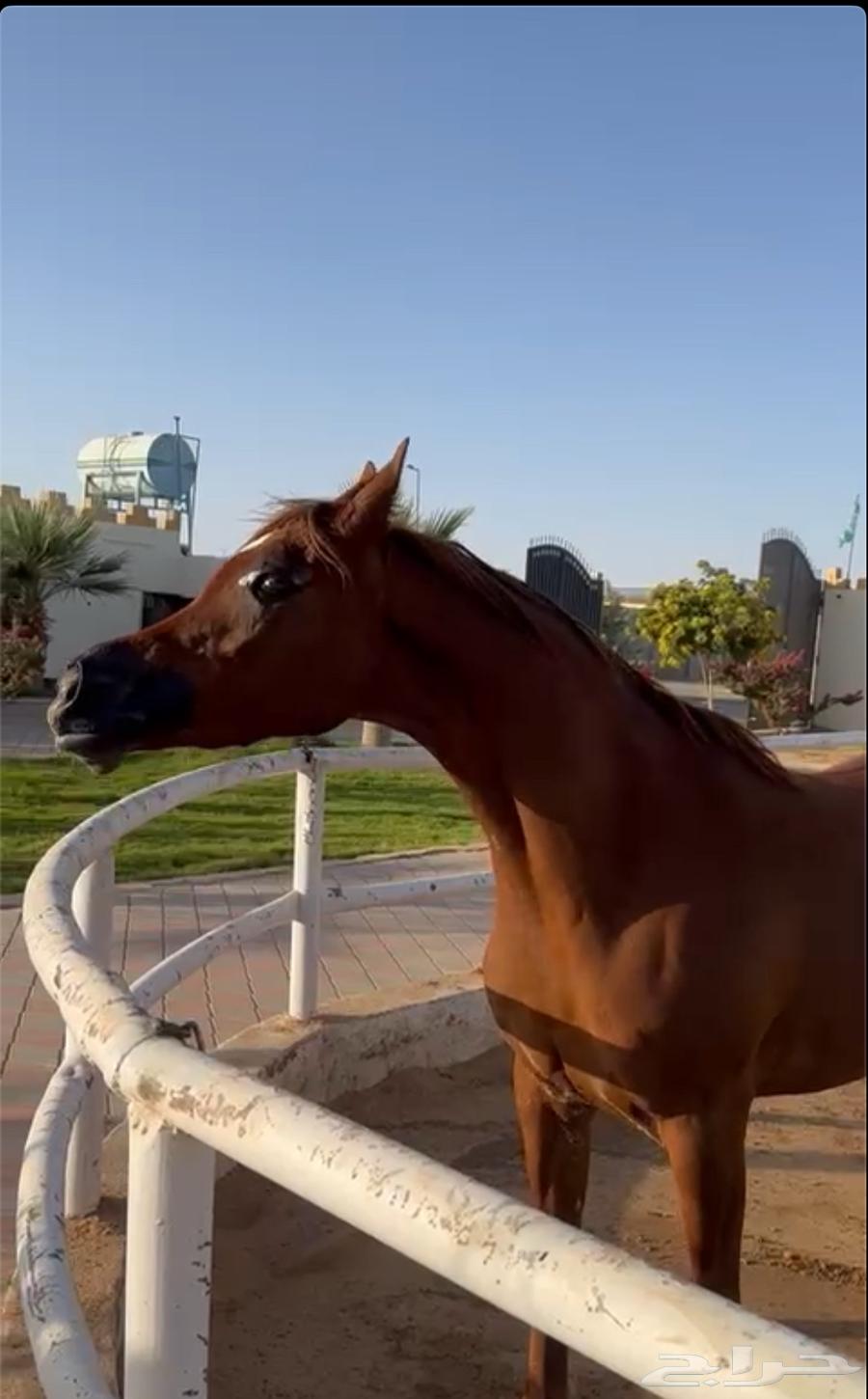 Fars Wahoo, granddaughter of Marwan Al-Shaqab63699632612867110