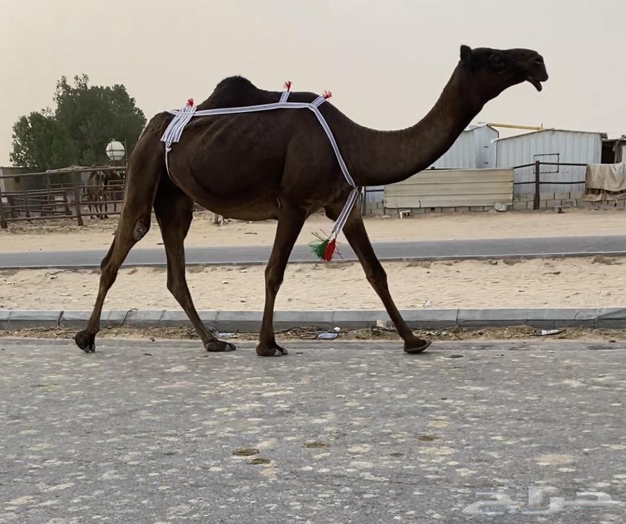 ابل63705753004801110