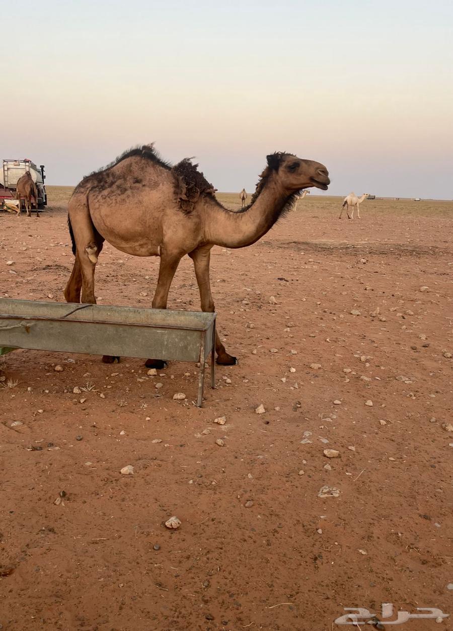 للبيع بكرة صفراء دبيانية توها دخلت حقه63700932444931112